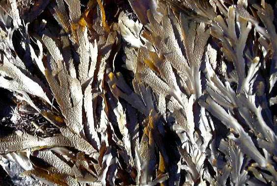 Saw or Serrated Wrack (Fucus serratus)